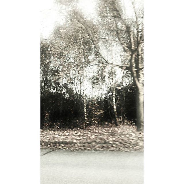 Aus dem Auto raus, fotografiert. #bäume #hamburg