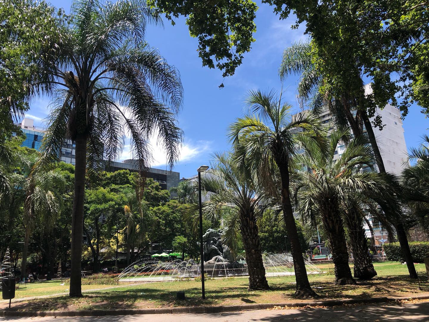 Und hier noch ein paar der so beliebten Palmen. #montevideo #uruguay #reisen #unterwegs #fun #palmen #park #sonne #sun