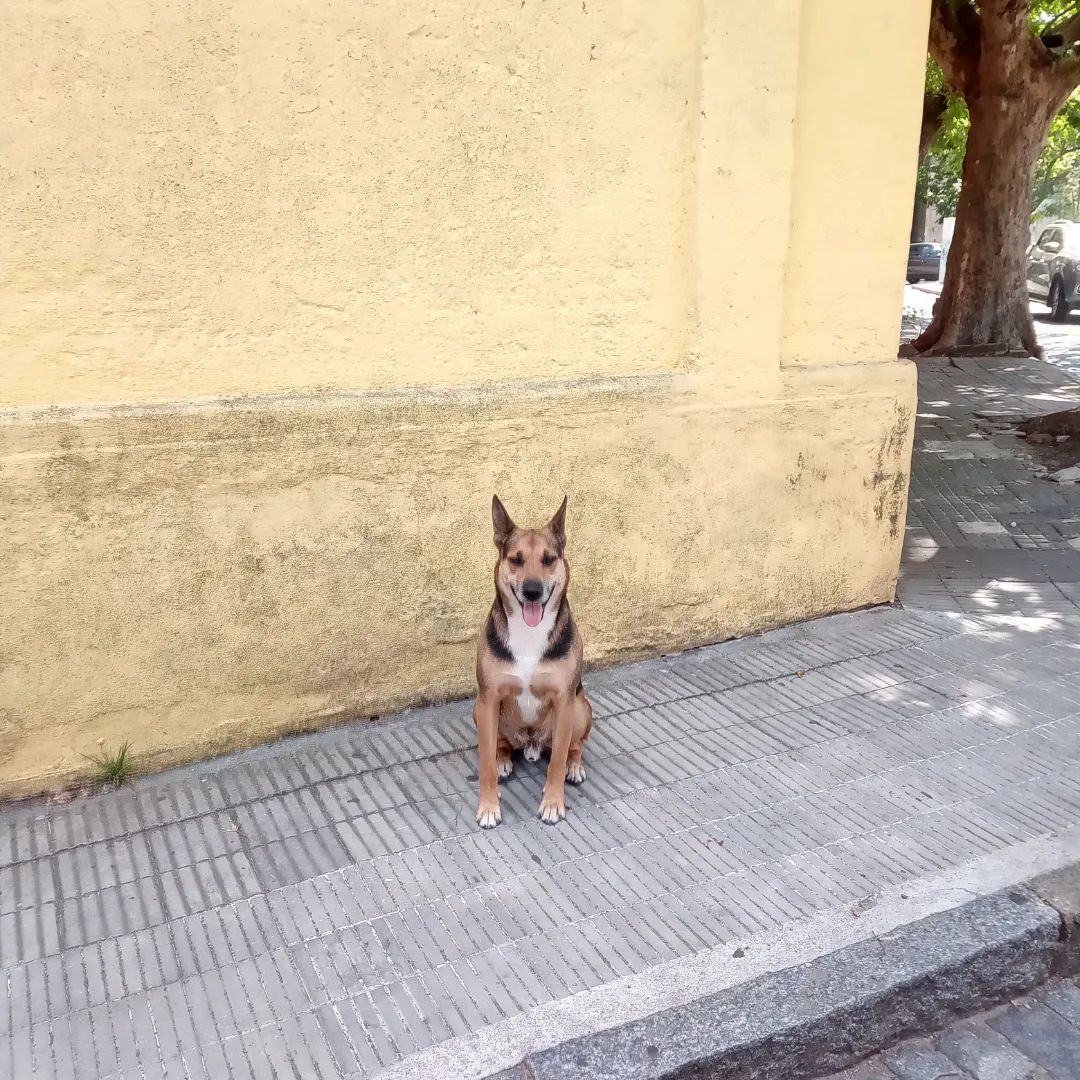 Einer der vielen Hunde in Colonia del Sacramento, die frei auf der Straße leben und dabei total entspannt sind. #coloniadelsacramento #uruguay #reisen #travel #unterwegs #hund #hunde #entspannt #dogs