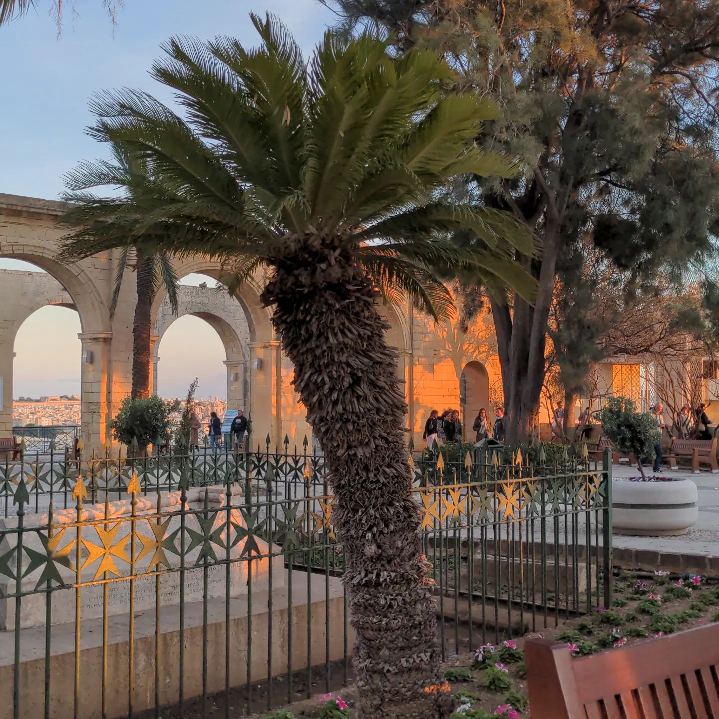 Und hier mal wieder eine der beliebten Palmen. #Malta #Valletta #Reisen #Travel #Unterwegs #Palme